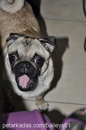 baileys Dişi Pug