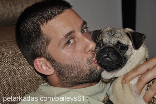 baileys Dişi Pug