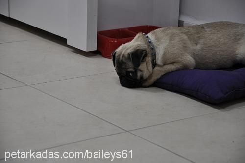 baileys Dişi Pug