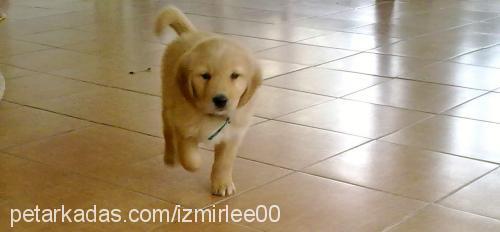 lindaa Dişi Golden Retriever