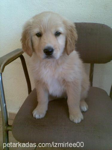 lindaa Dişi Golden Retriever