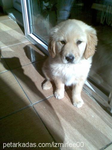 lindaa Dişi Golden Retriever