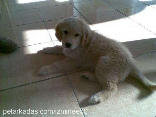 lindaa Dişi Golden Retriever