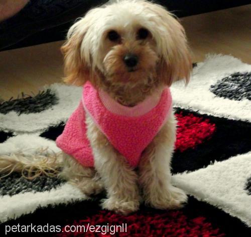 peri Dişi Poodle (Standart Kaniş)