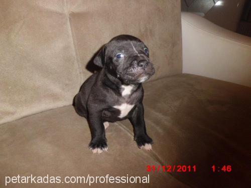 efe Erkek Amerikan Staffordshire Terrier