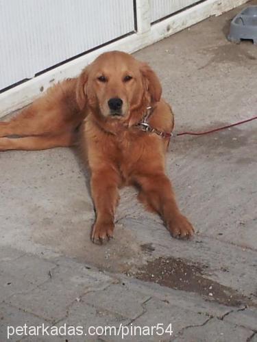 tarçın Dişi Golden Retriever