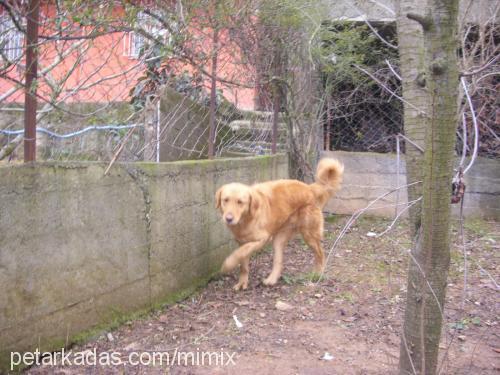 tarçin Dişi Golden Retriever