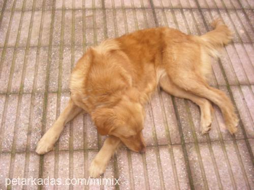 tarçin Dişi Golden Retriever