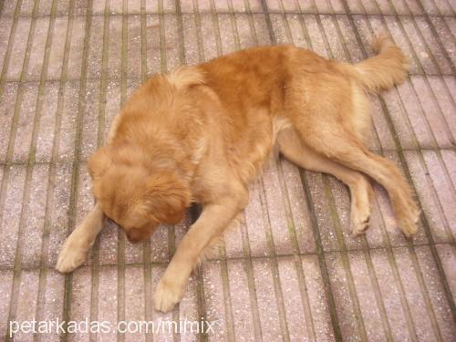 tarçin Dişi Golden Retriever