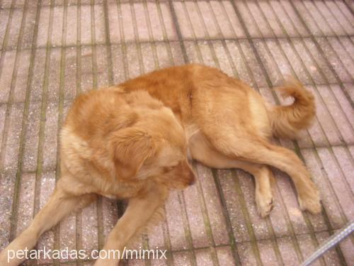 tarçin Dişi Golden Retriever