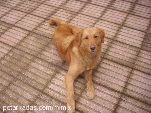 tarçin Dişi Golden Retriever