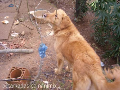 tarçin Dişi Golden Retriever