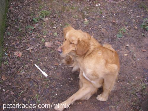 tarçin Dişi Golden Retriever