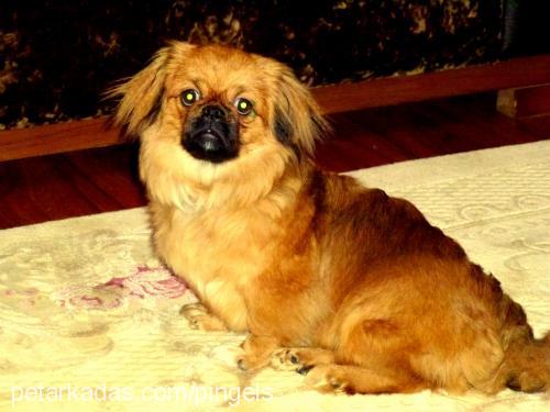 pingels Erkek Pekingese