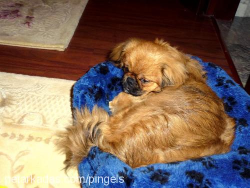 pingels Erkek Pekingese