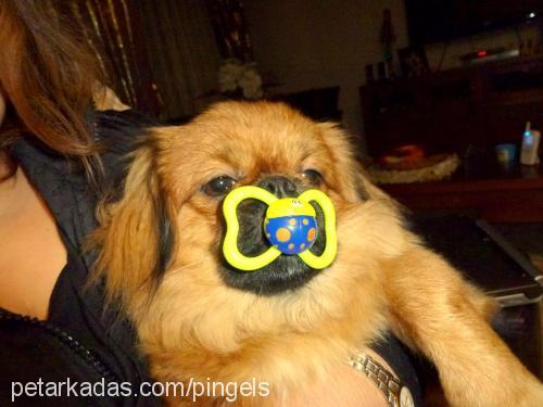 pingels Erkek Pekingese