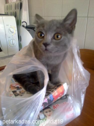 yıldız Dişi British Shorthair