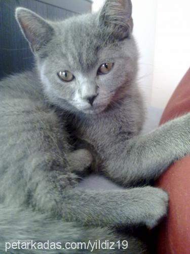 yıldız Dişi British Shorthair