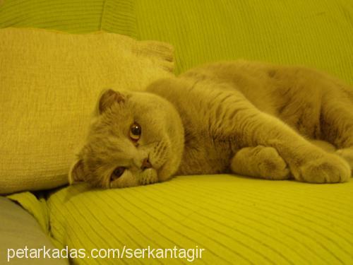 ceku Dişi Scottish Fold