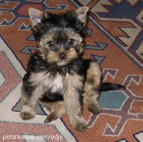 gofret Dişi Yorkshire Terrier