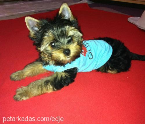 gofret Dişi Yorkshire Terrier