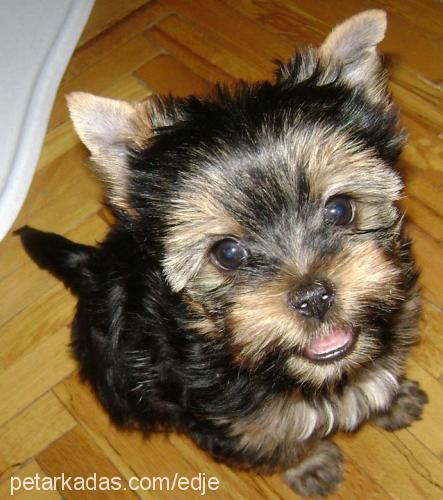 gofret Dişi Yorkshire Terrier