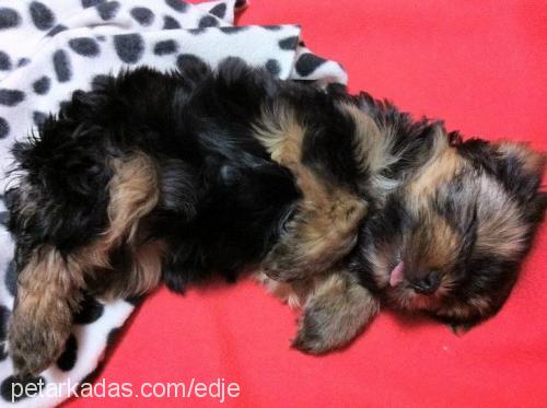 gofret Dişi Yorkshire Terrier