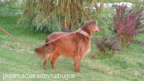 gisele Dişi Golden Retriever