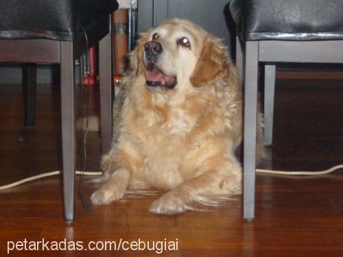 gisele Dişi Golden Retriever