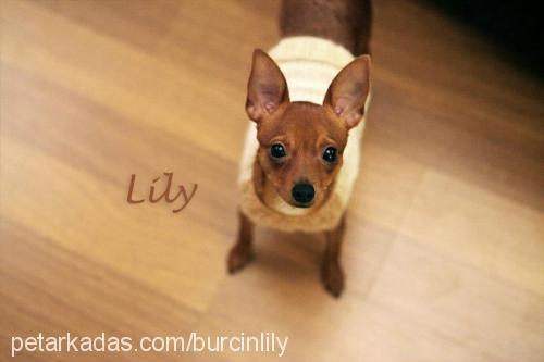 lily Dişi Chihuahua