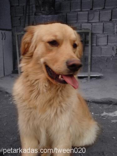 badem Erkek Golden Retriever