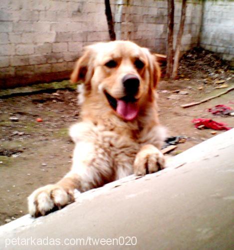 badem Erkek Golden Retriever