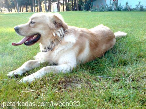 badem Erkek Golden Retriever