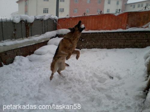 bebem Dişi Alman Çoban Köpeği