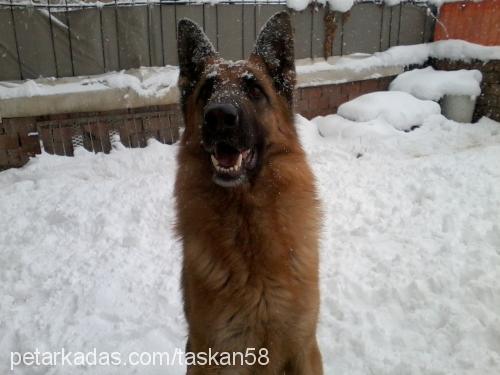 bebem Dişi Alman Çoban Köpeği