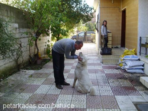 ice Dişi Akita İnu