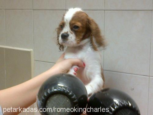 romeo Erkek Cavalier King Charles Spanieli