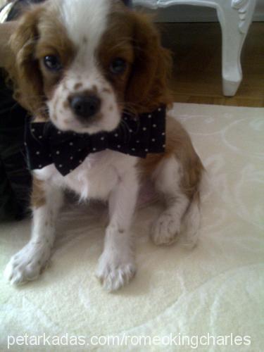 romeo Erkek Cavalier King Charles Spanieli