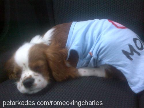 romeo Erkek Cavalier King Charles Spanieli