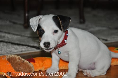 betty Dişi Jack Russell Terrier