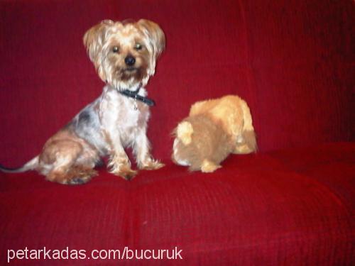 cukky Erkek Yorkshire Terrier