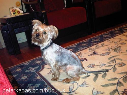 cukky Erkek Yorkshire Terrier