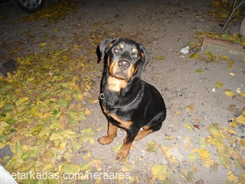 hera Dişi Rottweiler