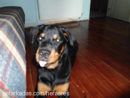 hera Dişi Rottweiler