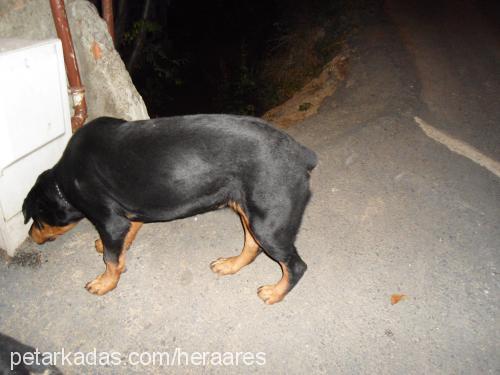 hera Dişi Rottweiler