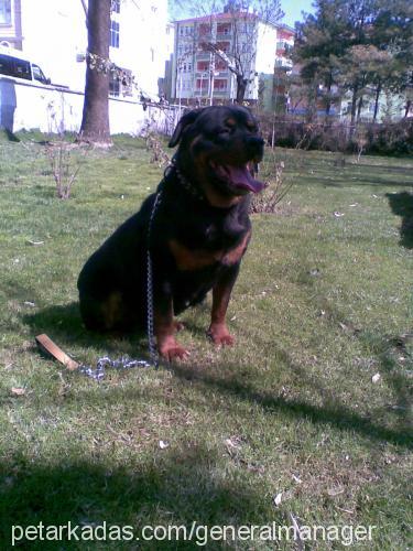 gÜmÜŞ Dişi Rottweiler