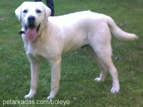 müdür Erkek Labrador Retriever