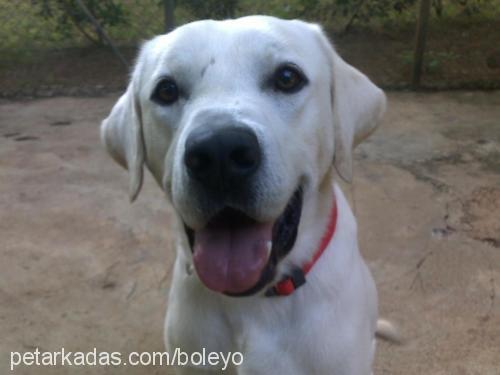 müdür Erkek Labrador Retriever