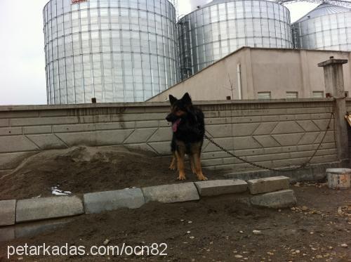 caspar Erkek Alman Çoban Köpeği