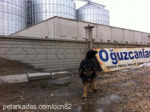 caspar Erkek Alman Çoban Köpeği